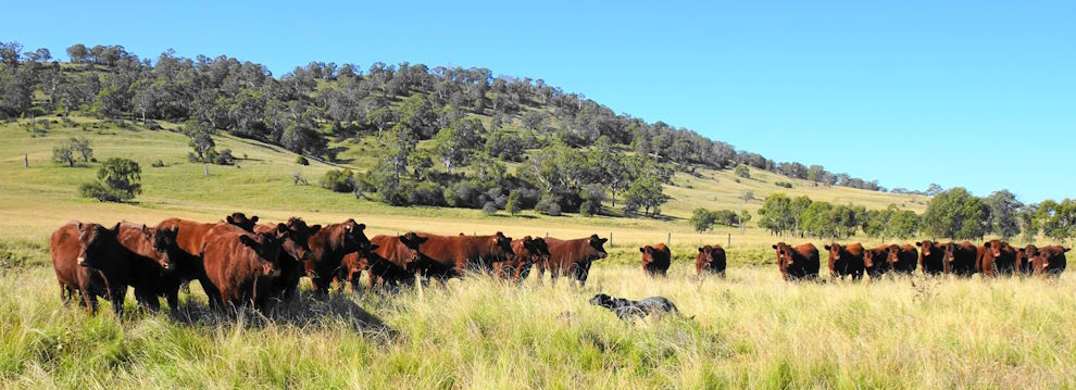 Devon steers destined for feedlot